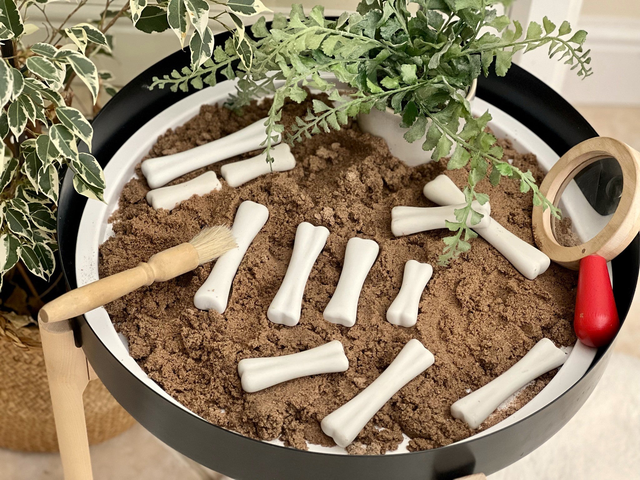 Dinosaur Bones Discovery Set