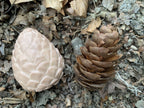 Sensory Play Set Feast of Nature