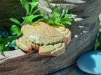 Sensory Play Stones Oceaan leven