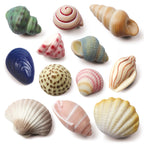 Sensory Play Stones Zeeschelpen