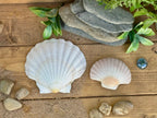 Sensory Play Stones Zeeschelpen
