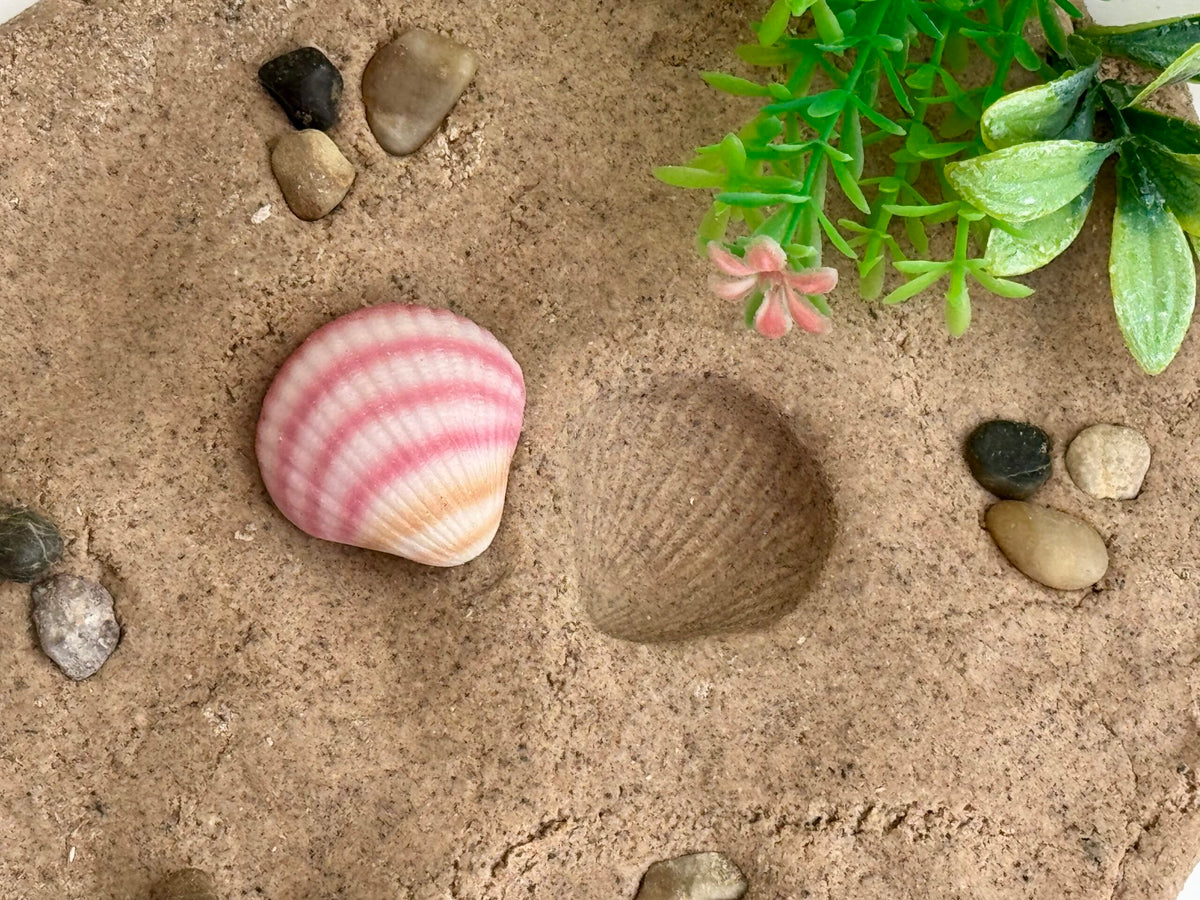 Sensory Play Stones Zeeschelpen