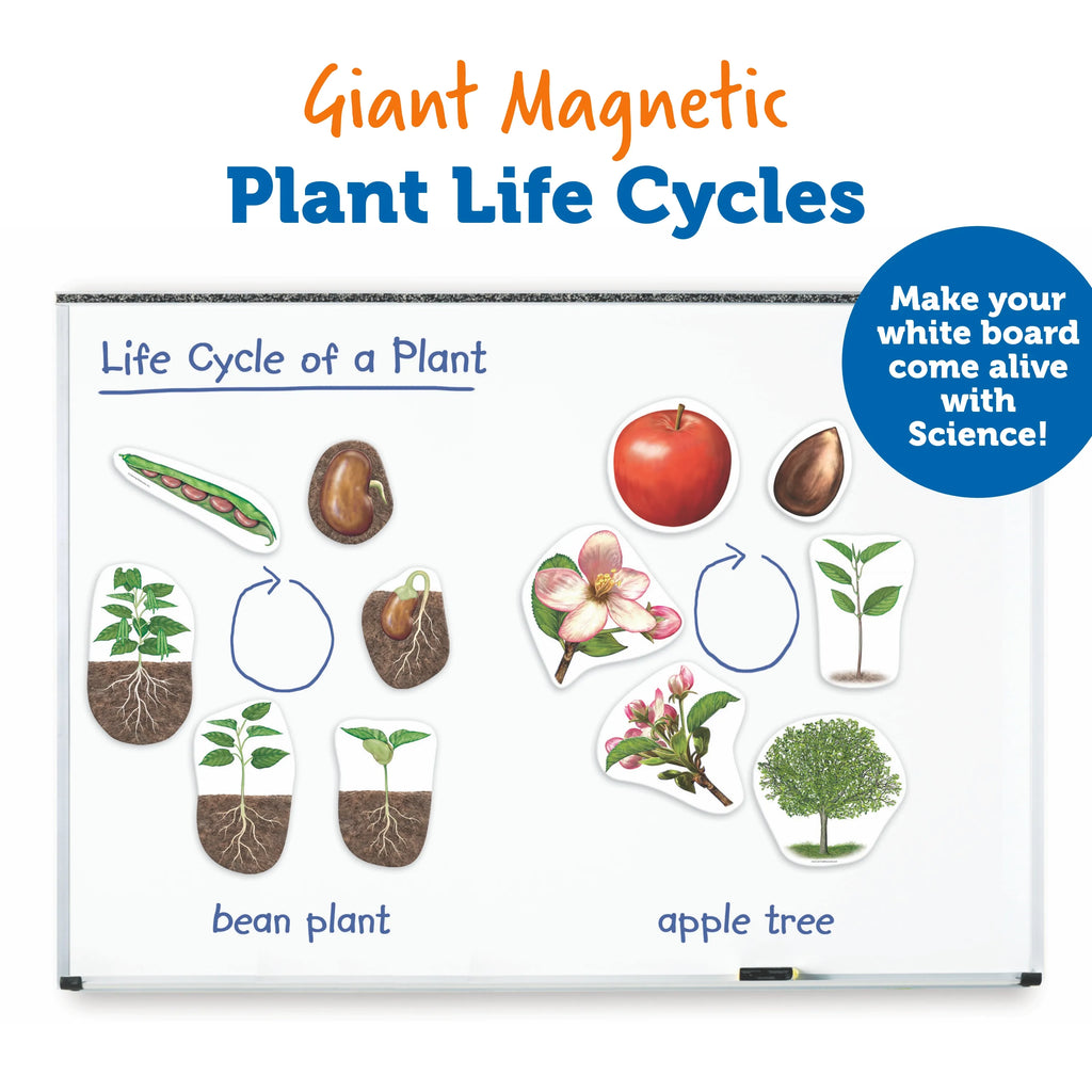 Gigantische magnetische plantenlevenscyclus