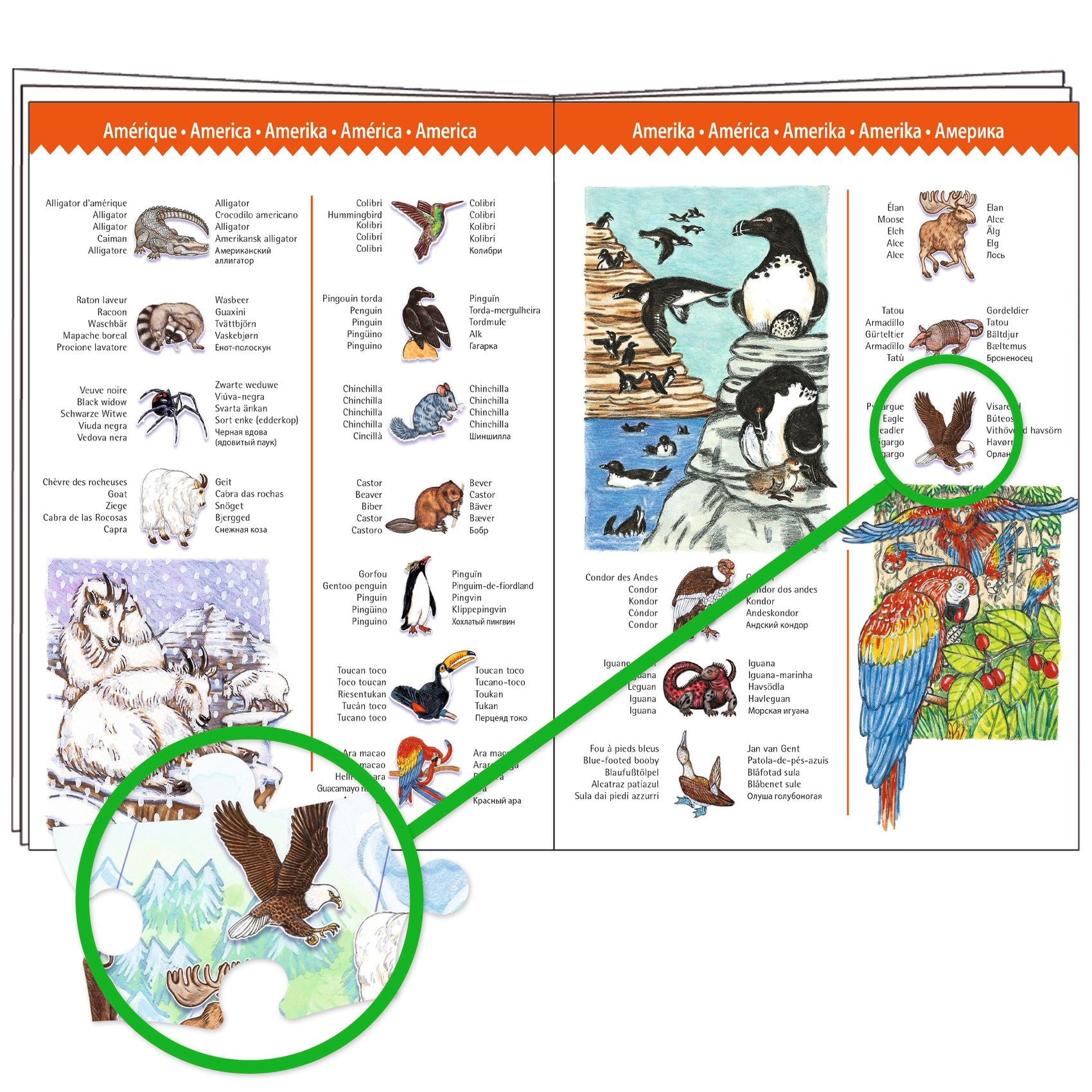 World's animals + booklet  100 pcs