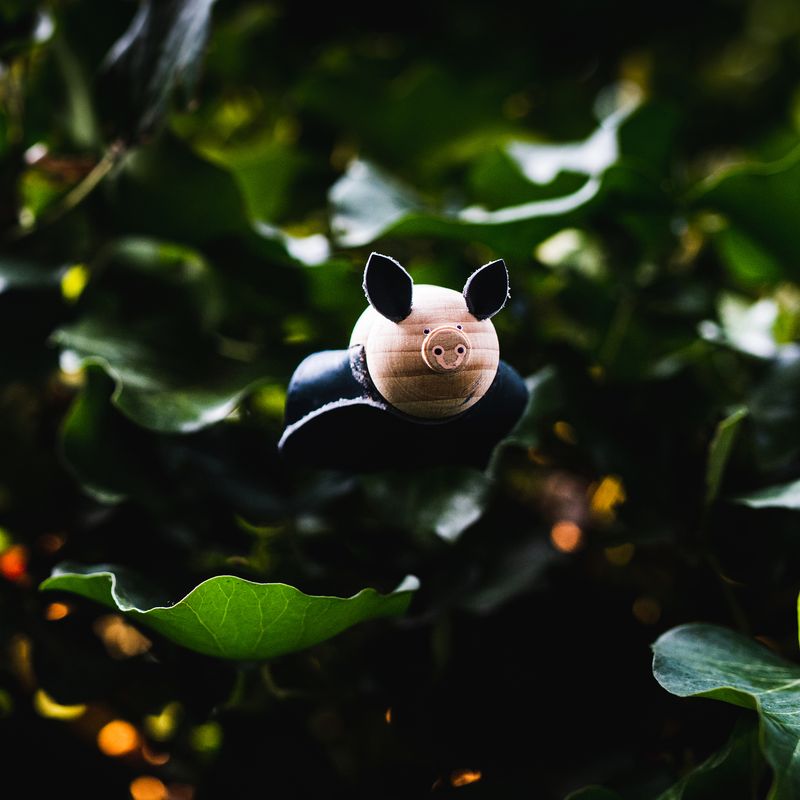 Horseshoe bat - closed wing