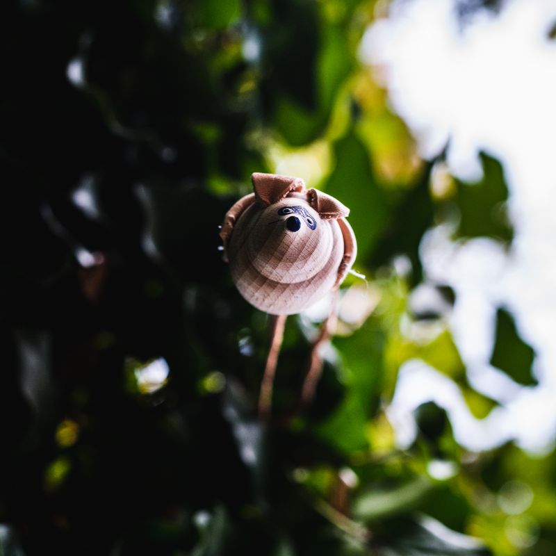 Big-eared bat - closed wing