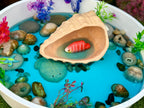 Play Shell