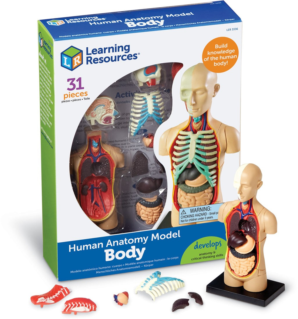 Anatomy Model - Human Body