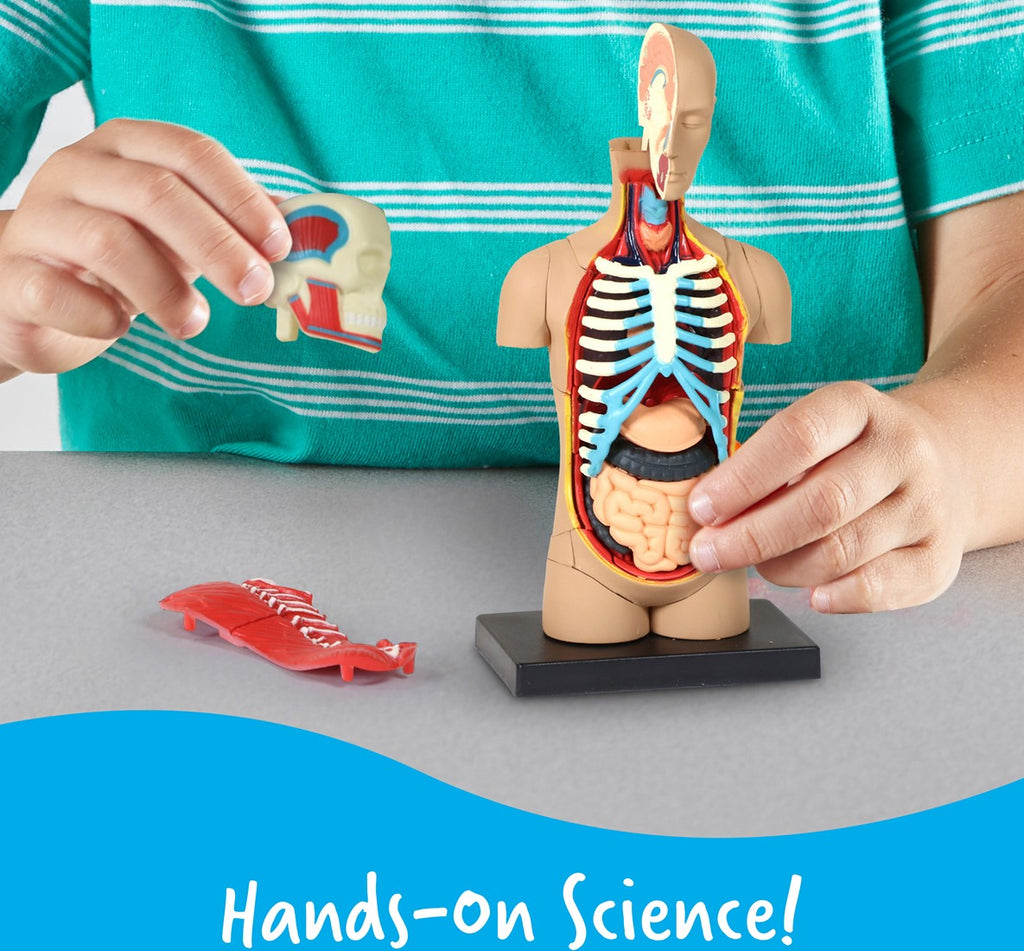 Anatomy Model - Human Body