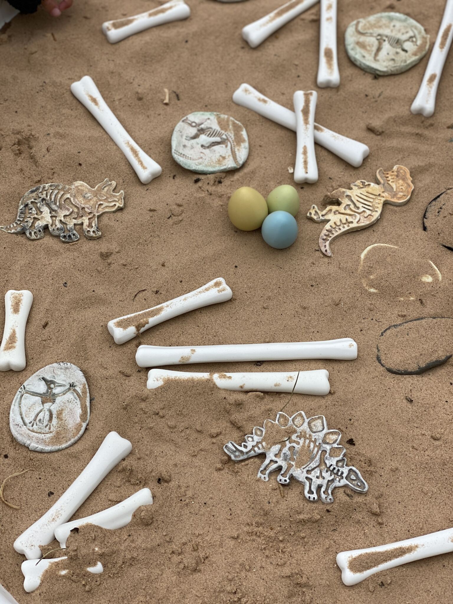 Dinosaur Bones Match and Measure Set