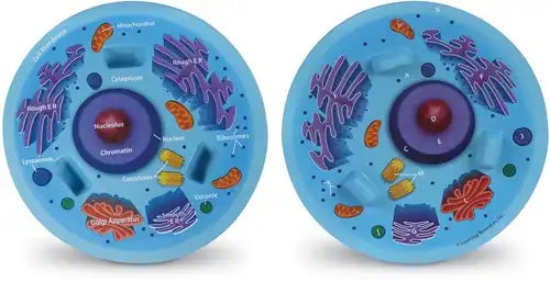 Dwarsdoorsnede van een dierlijke celmodel