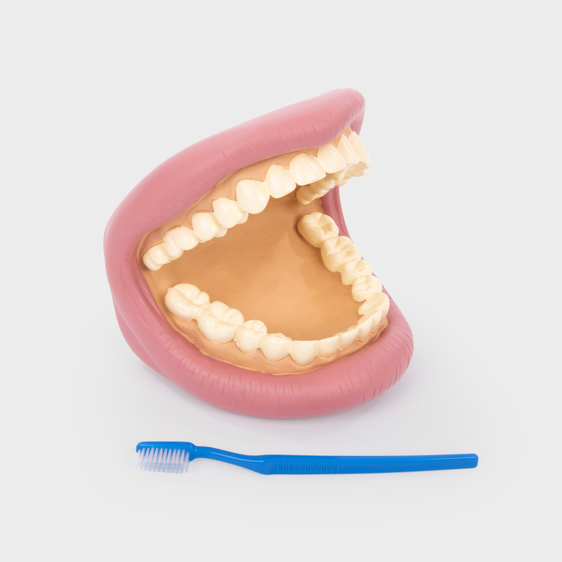 Groot tandenmodel - dental demonstration model