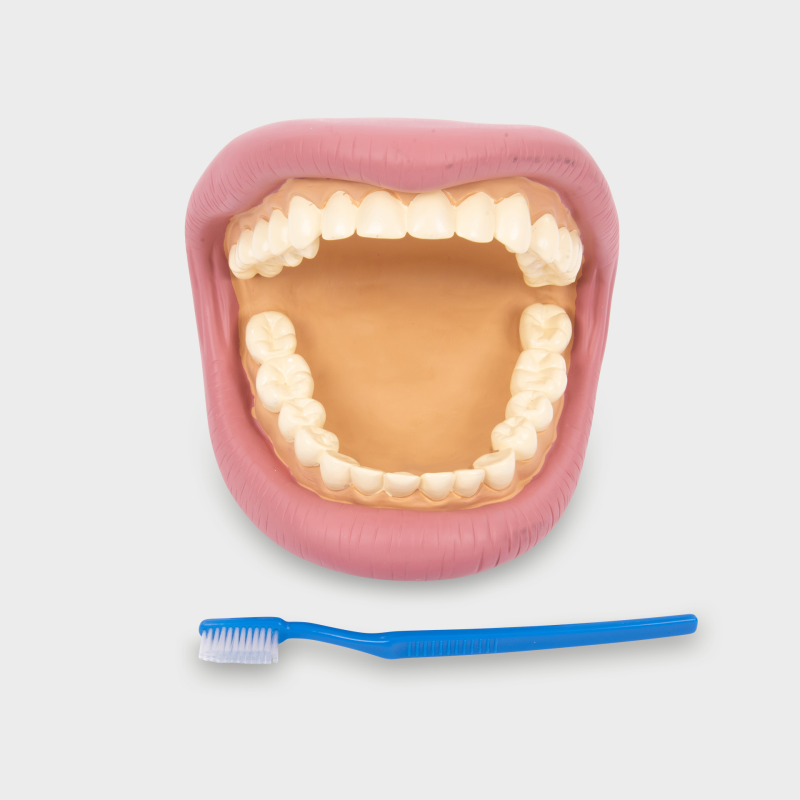 Giant Teeth Dental Demonstration Model