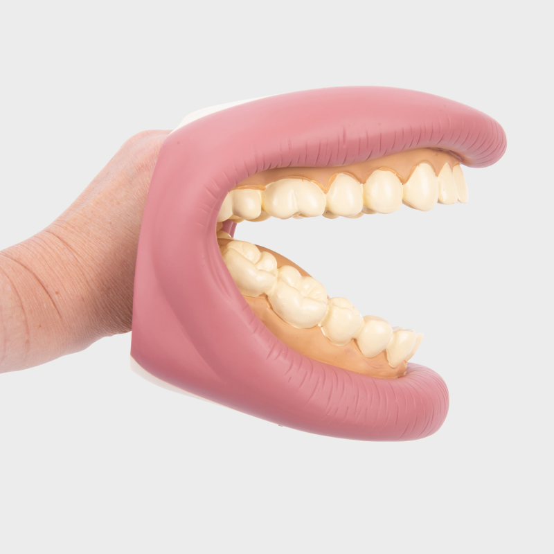 Groot tandenmodel - dental demonstration model