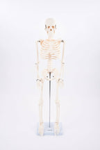 Skeleton