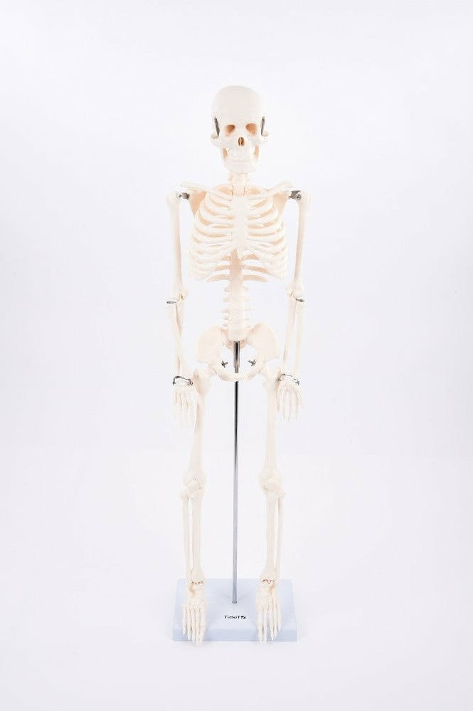 Skeleton