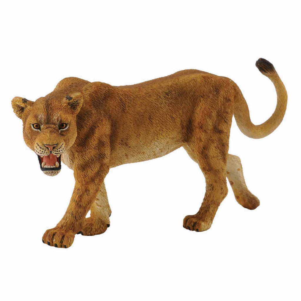 leeuwin collecta