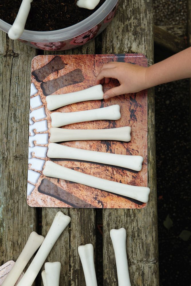 Yellow Door dinosaurus botten meten