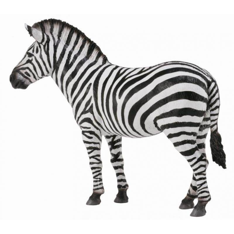 zebra collecta